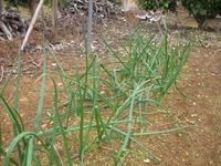 家庭菜園 2012/04/01 20:12:49