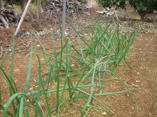家庭菜園