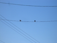 ツバメの宿探し。 2012/04/10 12:11:48