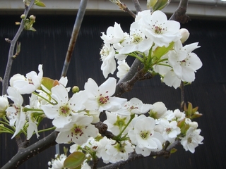 梨の花