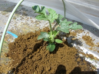 スイカを植えました。