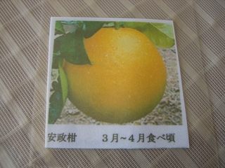 安政柑を定植。