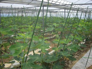無花果（いちじく）