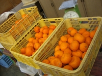 青島みかん、廃棄 2012/04/21 19:52:41