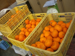 青島みかん、廃棄
