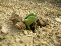 枝豆 2012/04/25 12:29:11