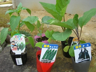 苗を定植