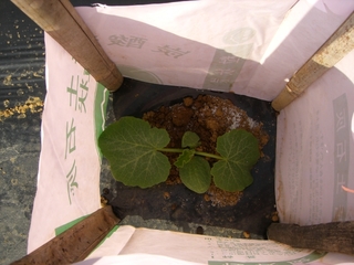 カボチャを定植しました