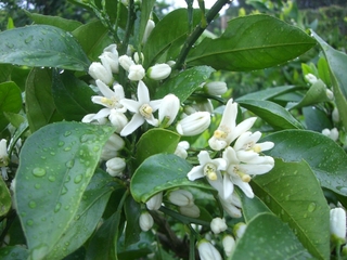 開花始まりました。