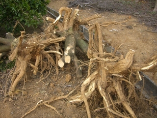 小屋作り
