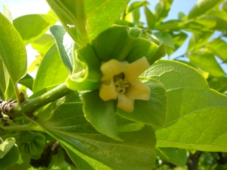 柿の開花が始まりました