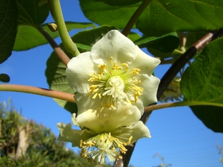 雌花が開花してました