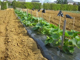 かぼちゃ。