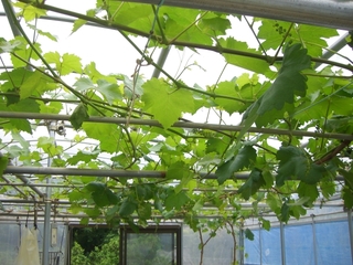 ブドウがの開花が始まりました