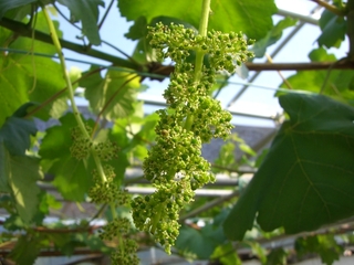 ブドウがの開花が始まりました