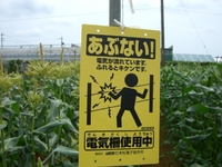 ハクビシン対策。