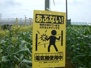 ハクビシン対策。