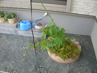 ゴーヤのツルがグングン伸びてきました。
