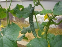 キュウリがいつの間にか１５ｃｍほどに大きくなってました 2012/06/11 19:49:07