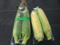 とうもろこしを収穫しました