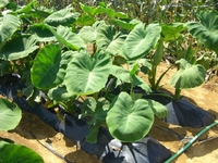 順調な野菜たち。 2012/07/12 08:51:36