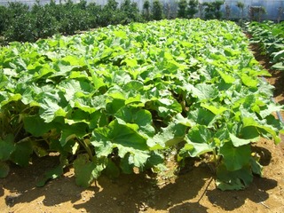 順調な野菜たち。