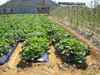 順調な野菜たち。