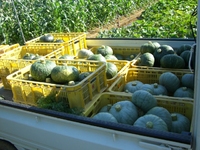 カボチャの収穫 2012/07/11 14:41:26