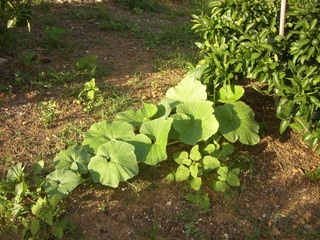 ミカンの木の下に