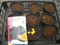 カボチャの種蒔き