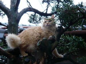 ふわジ