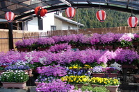 秘密の花園③