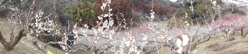 春を感じに・・！