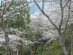 お花見！