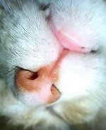 ねこ