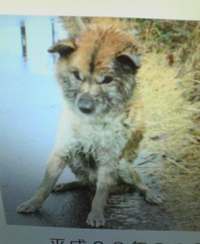 パルの飼い主さまへ