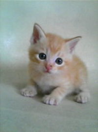 猫ちゃん里親募集