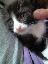 飼い主を探す＆動物相談会