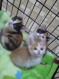 子猫さんがいっぱい 2008/11/02 09:35:04