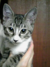 新しい飼い主さんを探す会＆動物相談会