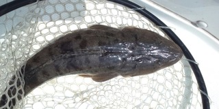 ちょっとだけ様子見に