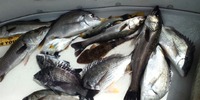 五目＆二桁達成☆ 2012/06/10 21:21:13