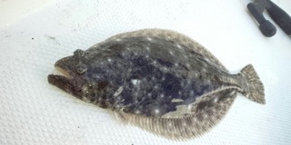 釣り納め