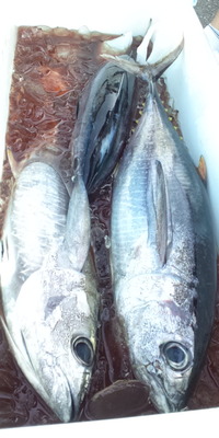 マグロが我が家にやって来た！ 2012/07/12 11:51:00
