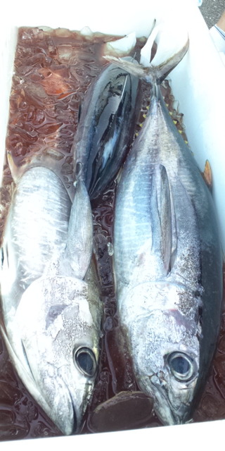 マグロが我が家にやって来た！