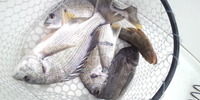 「ご案内」プラクティス 2012/08/17 23:29:16