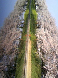 桜と魚 2008/04/06 16:28:32