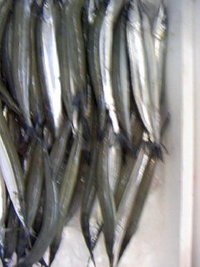浜名湖サヨリ 2008/04/10 07:51:47