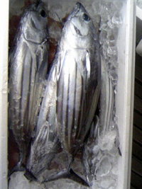 もちカツオ 2008/04/14 07:35:44