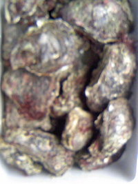 天然岩牡蠣 2008/04/24 06:43:30